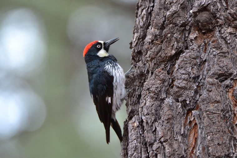 woodpecker-1186209_960_720